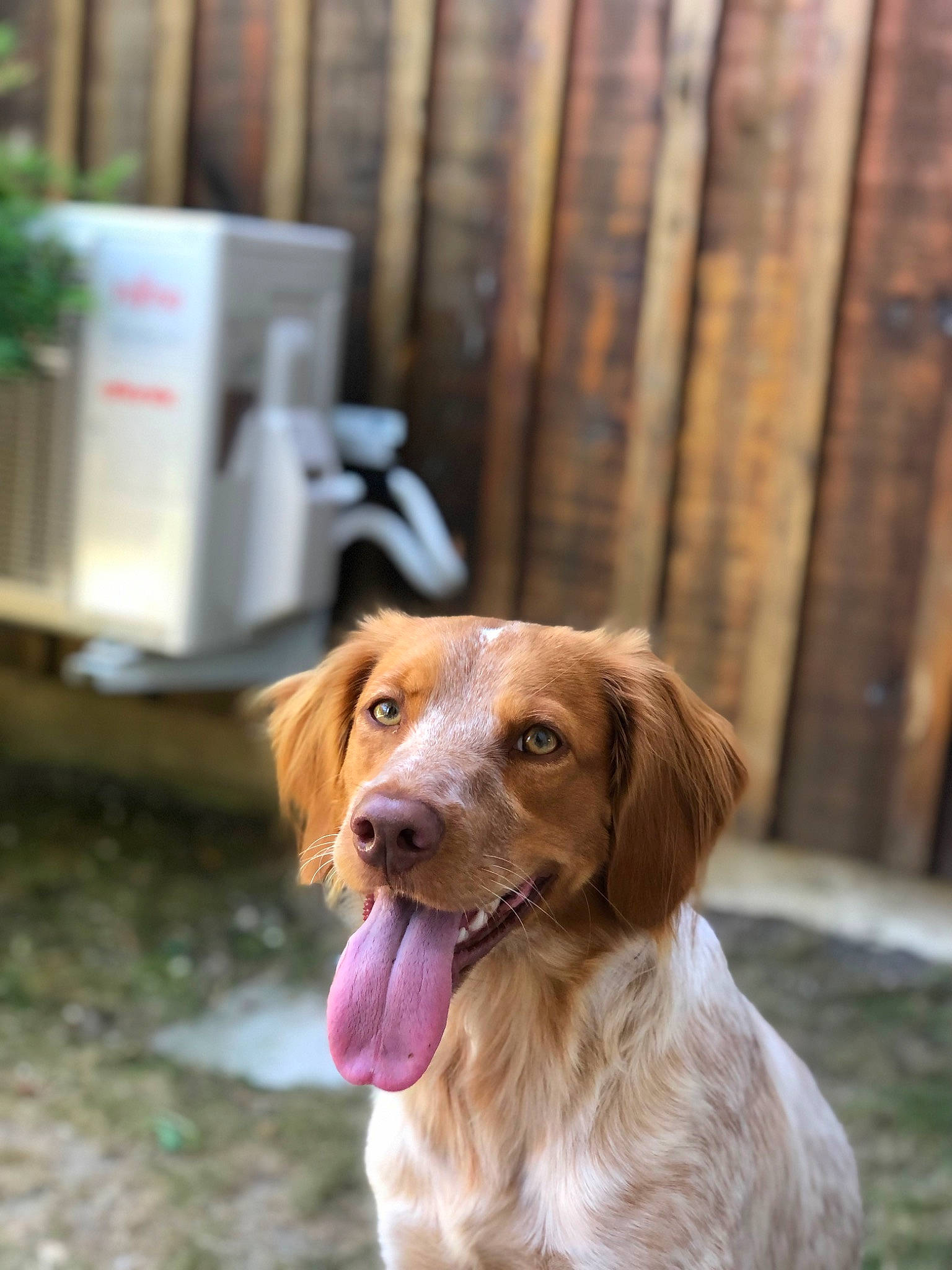 Anna participe au concours pour gagner de l'argent avec cette photo : ball, canidae, carnivore, companion_dog, dog, dog_breed, fawn, fur, gas, gun_dog, hunting_dog, liver, plant, retriever, spaniel, sporting_group, whiskers, wood