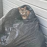 animal, black_bag, cat, collar, curious, ears, eyes, face, feline, fur, house, outdoor, peeking, pet, plastic, portrait, siding, sitting, tabby, whiskers