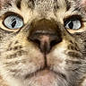 Sakura a rejoint le concours — aidez-le/la à gagner de superbes lots ! cat, tabby_cat, close_up, blue_eyes, wide_eyes, whiskers, nose, feline, fur, striped_fur, portrait, pet, animal, indoors, blue_background, dramatic_lighting, facial_expression, curious, funny, photography