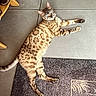 Sakura participe au concours pour gagner de l'argent avec cette photo : bengal_cat, cat, feline, spotted, striped, lying_down, stretching, relaxed, indoor, tile_floor, rug, furniture, paws, tail, whiskers, ears, eyes, brown, cream, pet