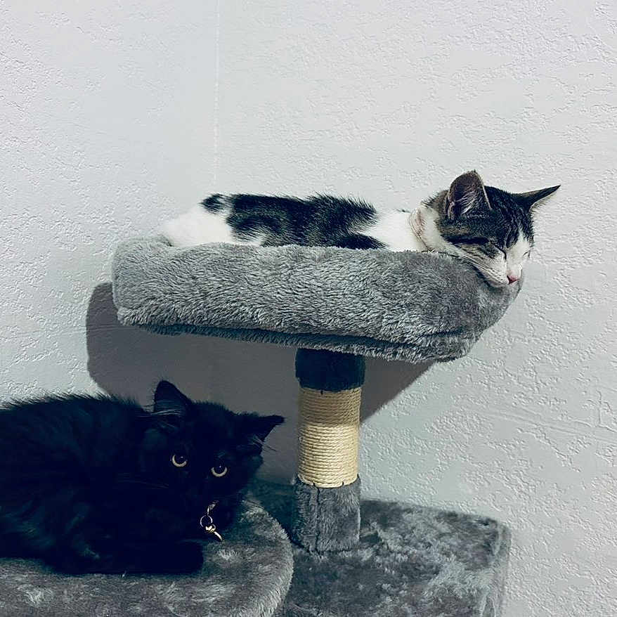 Faith And Justice is registered to the contest to win money with this photo: black_cat, cat, cat_tree, collar, cozy, cute, eyes, fur, furniture, gray_bed, indoor, kitten, perch, pet, resting, shadow, sleeping, tabby_cat, textured_wall, whiskers