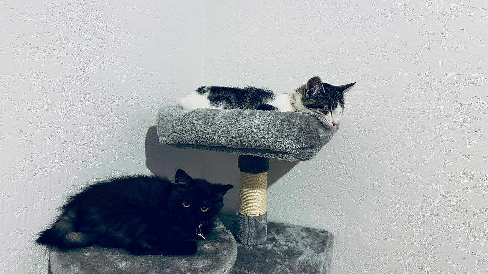 Faith And Justice is registered to the contest to win money with this photo: cat, kitten, black_cat, tabby_cat, cat_tree, pet, sleeping, resting, perch, furniture, indoor, cozy, fur, whiskers, collar, gray_bed, textured_wall, shadow, eyes, cute