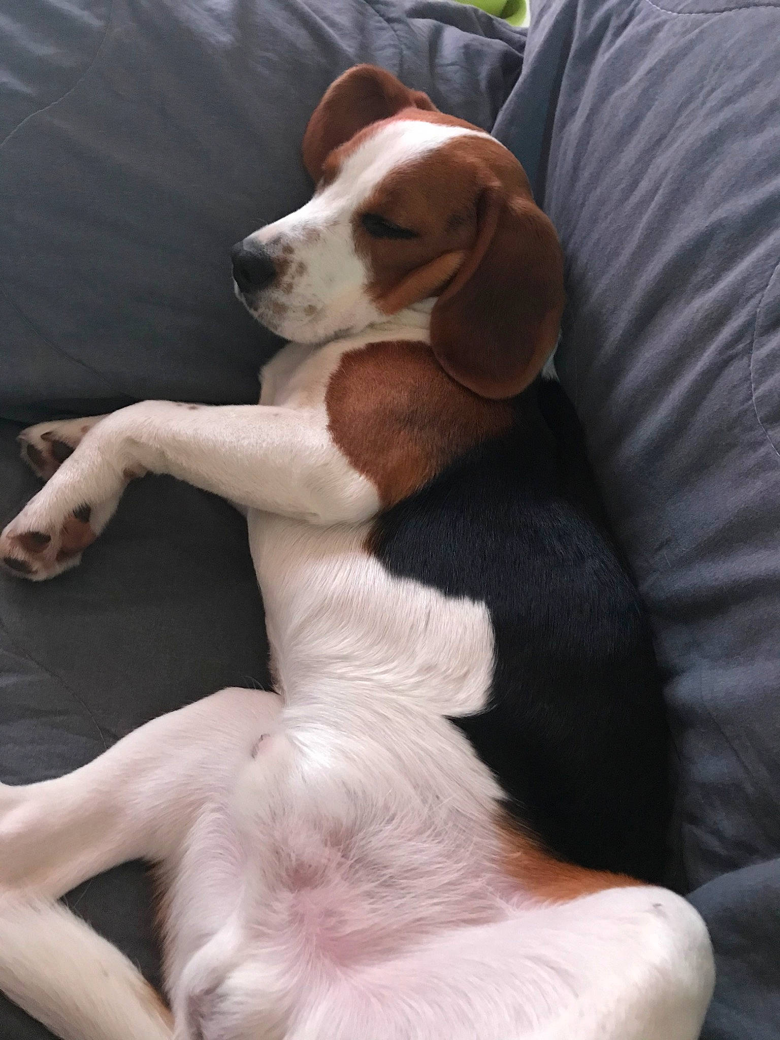Pablo a rejoint le concours — aidez-le/la à gagner de superbes lots ! american_foxhound, beagle, beagle_harrier, braque_saint_germain, canidae, carnivore, companion_dog, dog, dog_breed, english_foxhound, finnish_hound, harrier, hound, mammal, pocket_beagle, rare_breed_dog, schweizer_laufhund, sporting_group, treeing_walker_coonhound, vertebrate