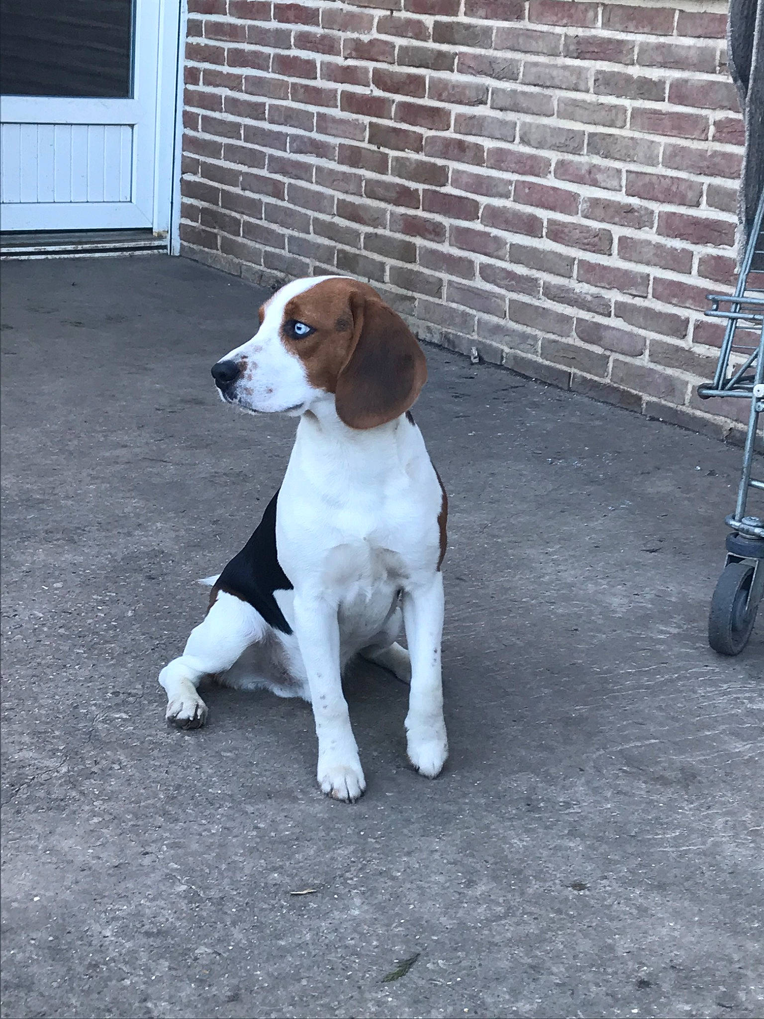 Pablo participe au concours pour gagner de l'argent avec cette photo : american_foxhound, beagle, beagle_harrier, canidae, carnivore, coonhound, dog, dog_breed, english_foxhound, estonian_hound, finnish_hound, hamiltonstovare, harrier, mammal, pocket_beagle, posavac_hound, serbian_tricolour_hound, sporting_group, treeing_walker_coonhound, vertebrate