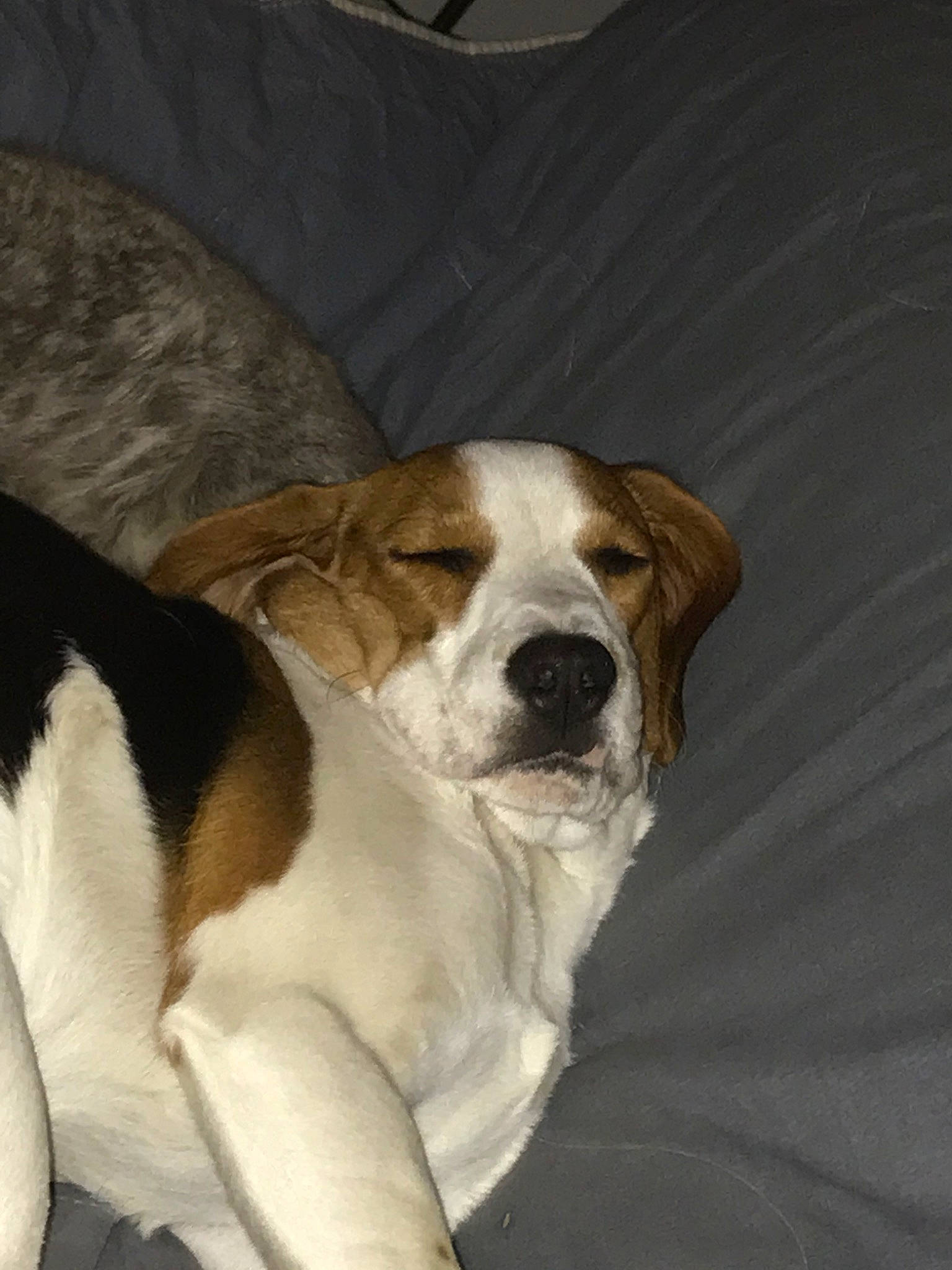 Pablo participe au concours pour gagner de l'argent avec cette photo : american_foxhound, beagle, canidae, carnivore, companion_dog, coonhound, danish_swedish_farmdog, dog, dog_breed, english_foxhound, harrier, hound, mammal, pocket_beagle, rare_breed_dog, russell_terrier, snout, sporting_group, treeing_walker_coonhound, vertebrate