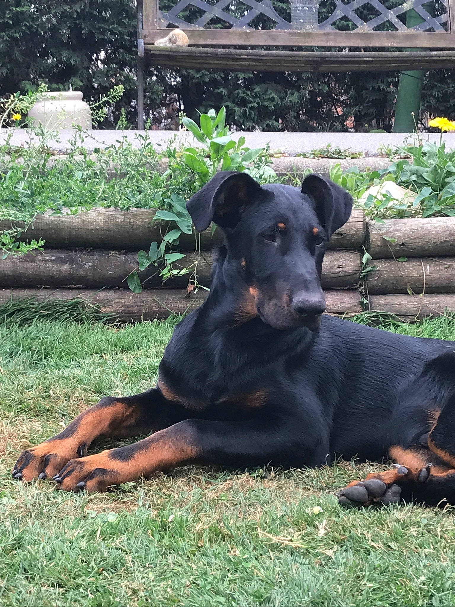Bruce a rejoint le concours — aidez-le/la à gagner de superbes lots ! beauceron, black_and_tan_terrier, canidae, carnivore, companion_dog, dobermann, dog, dog_breed, german_pinscher, grass, guard_dog, hunting_dog, jagdterrier, mammal, pinscher, plant, rare_breed_dog, snout, sporting_group, vertebrate