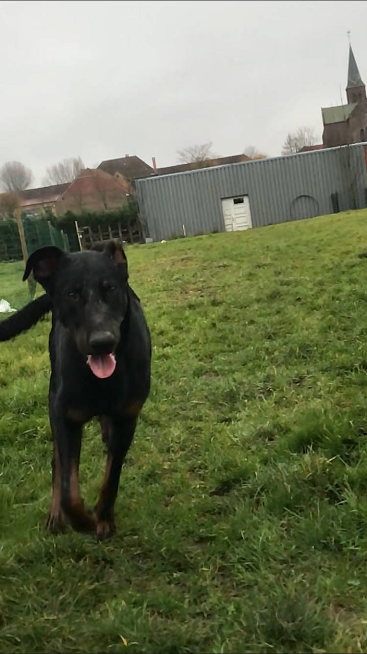 Bruce a rejoint le concours — aidez-le/la à gagner de superbes lots ! borador, canidae, carnivore, dog, dog_breed, dog_walking, grass, guard_dog, hunting_dog, labrador_retriever, mammal, patterdale_terrier, plant, snout, sporting_group, tail, vertebrate