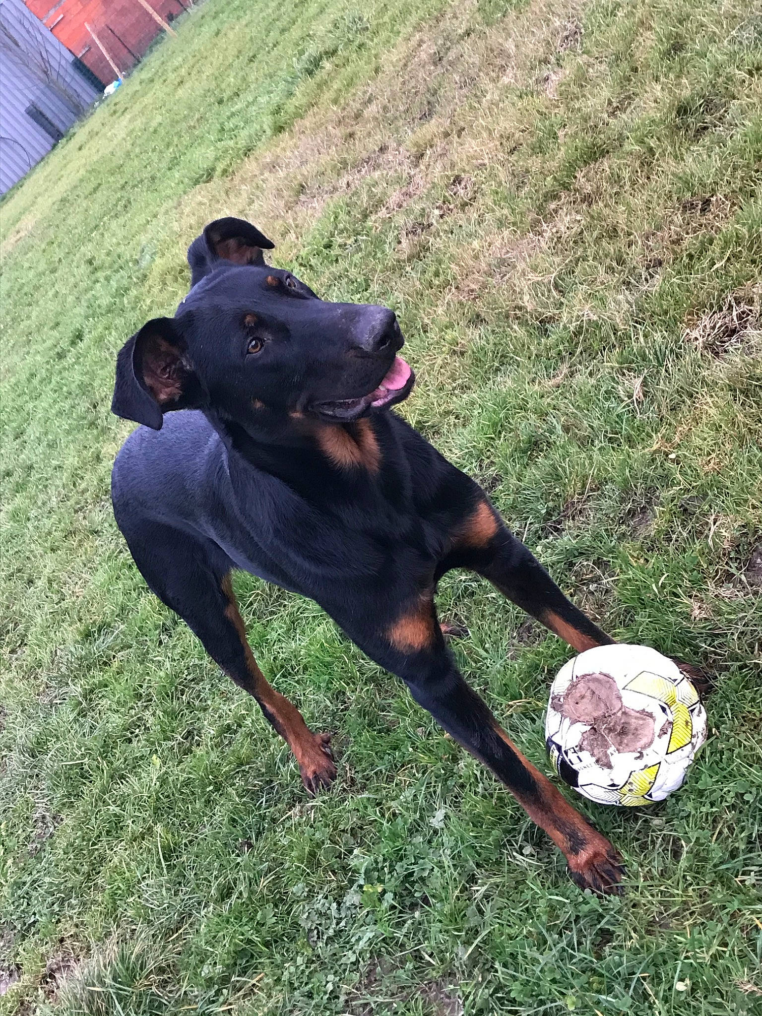 Bruce a rejoint le concours — aidez-le/la à gagner de superbes lots ! canidae, carnivore, dobermann, dog, dog_breed, grass, guard_dog, hunting_dog, rottweiler, sporting_group, working_dog