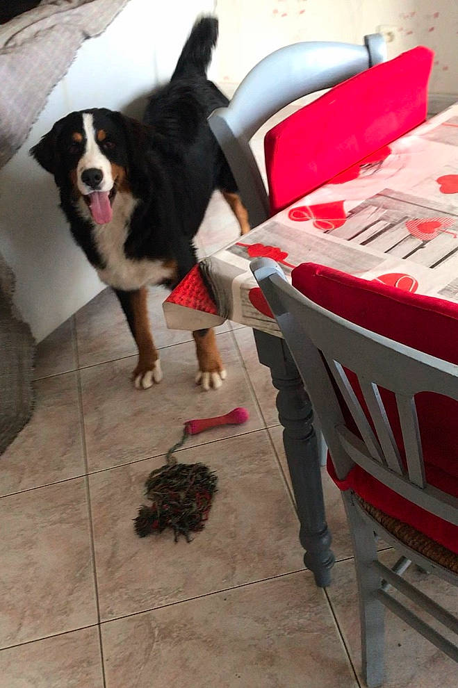 Paco participe au concours pour gagner de l'argent avec cette photo : bernese_mountain_dog, border_collie, canidae, carnivore, dog, dog_breed, sporting_group, working_dog