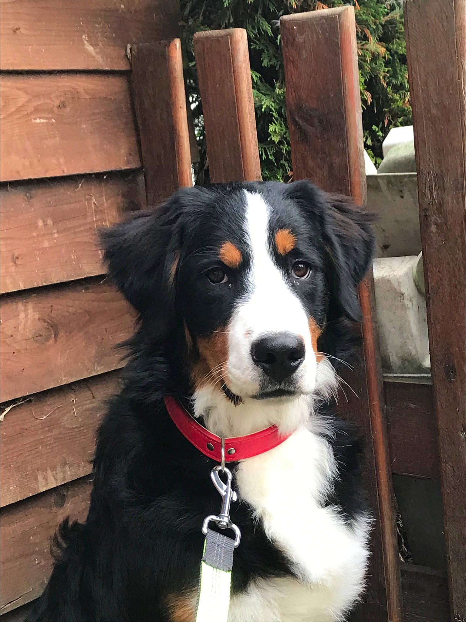 Paco participe au concours pour gagner de l'argent avec cette photo : appenzeller_sennenhund, bernese_mountain_dog, canidae, carnivore, companion_dog, dog, dog_breed, english_shepherd, entlebucher_mountain_dog, greater_swiss_mountain_dog, mammal, snout, sporting_group, vertebrate, working_dog