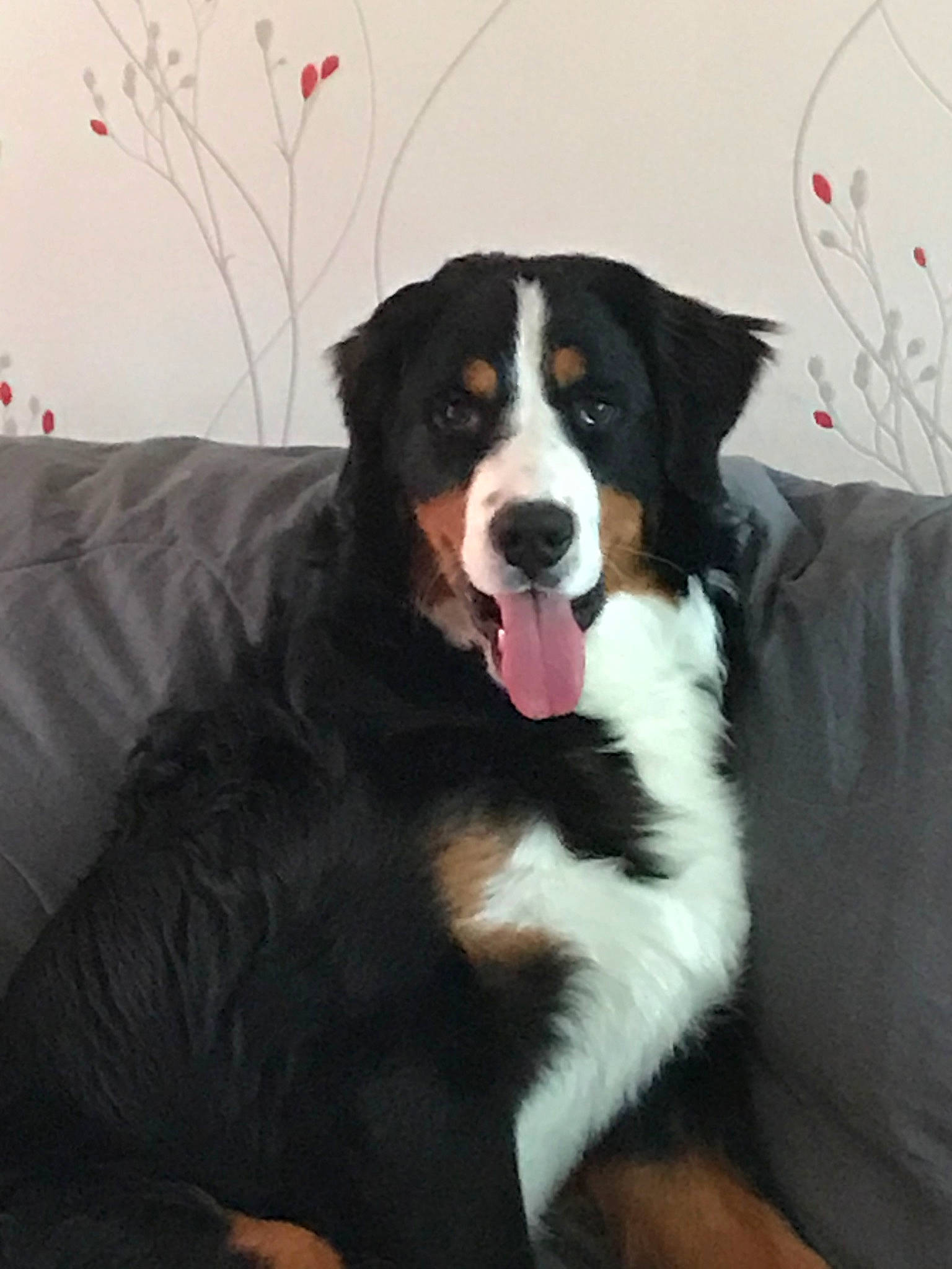 Paco participe au concours pour gagner de l'argent avec cette photo : appenzeller_sennenhund, bernese_mountain_dog, canidae, carnivore, companion_dog, dog, dog_breed, english_shepherd, entlebucher_mountain_dog, giant_dog_breed, greater_swiss_mountain_dog, mammal, rare_breed_dog, snout, sporting_group, vertebrate, working_dog