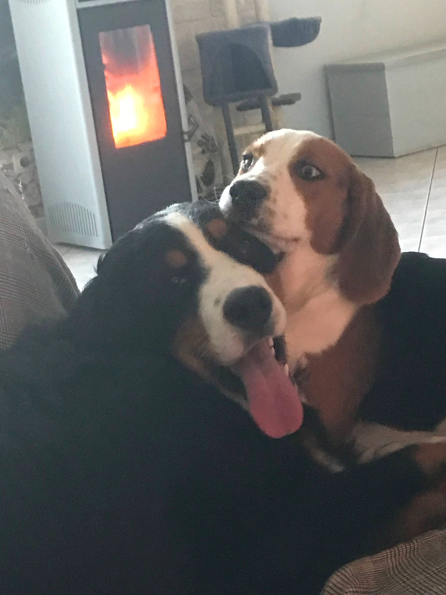 Paco participe au concours pour gagner de l'argent avec cette photo : basset_hound, beagle, canidae, carnivore, companion_dog, coonhound, dog, dog_breed, drever, fawn, finnish_hound, hound, mammal, nose, puppy, puppy_love, schweizer_laufhund, snout, treeing_walker_coonhound, vertebrate