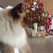 Tya a rejoint le concours — aidez-le/la à gagner de superbes lots ! candy_cane, cat, christmas_tree, cozy, decorative_figures, elf, festive, floor, fluffy, golden_balls, greenery, holiday_decorations, indoor, lights, ornaments, paw, reindeer, relaxed, toy_soldier, white_surface