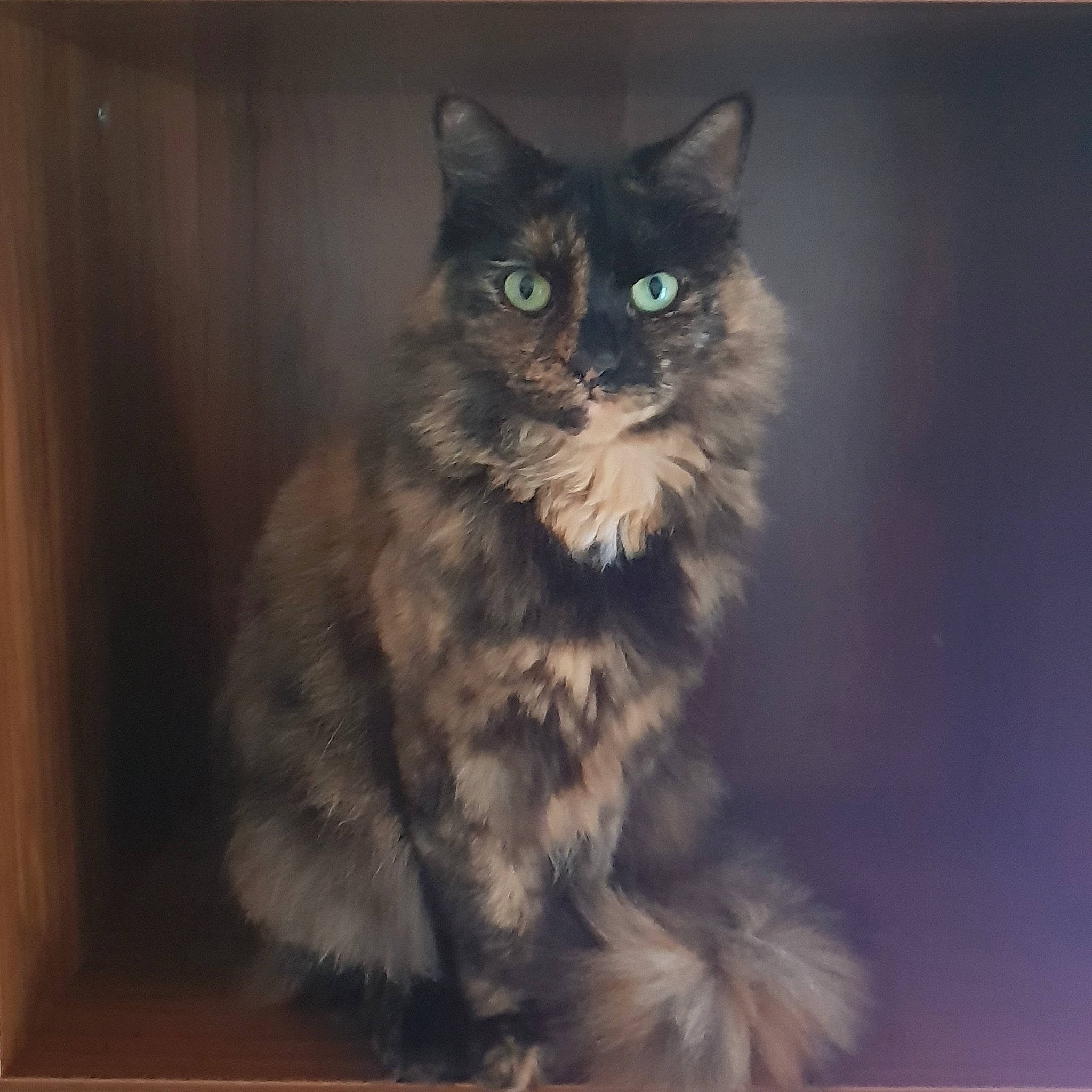 Jaffa joined the competition — help win amazing prizes! british_longhair, carnivore, cat, darkness, domestic_short_haired_cat, felidae, fur, grey, iris, maine_coon, paw, rectangle, small_to_medium_sized_cats, snout, tail, terrestrial_animal, whiskers, window