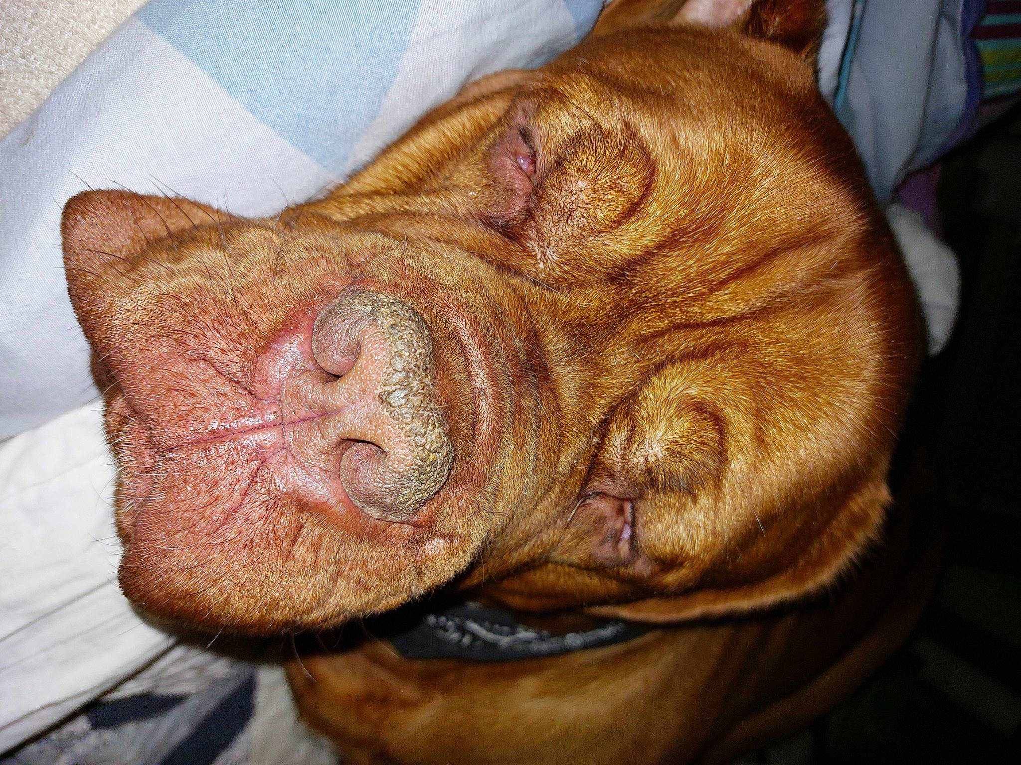 Popeye a rejoint le concours — aidez-le/la à gagner de superbes lots ! canidae, carnivore, comfort, companion_dog, dog, dog_breed, ear, fawn, felidae, foot, fur, liver, nail, small_to_medium_sized_cats, snout, sporting_group, terrestrial_animal, whiskers, wood, wrinkle