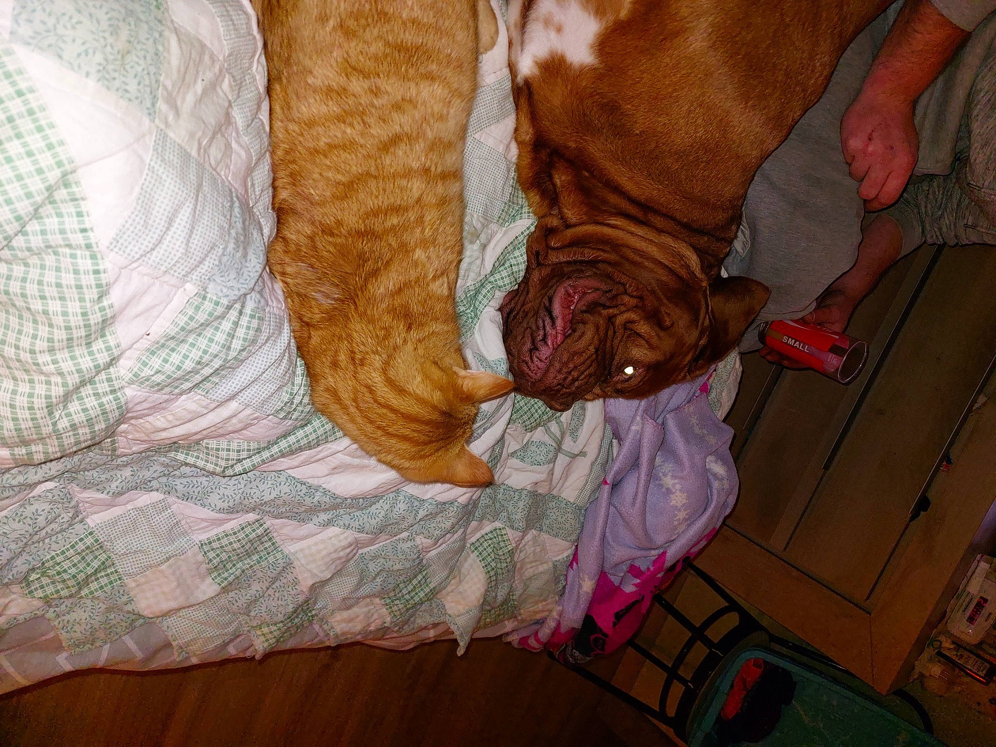 Popeye a rejoint le concours — aidez-le/la à gagner de superbes lots ! bed_sheet, bedding, bedroom, comfort, floor, flooring, hardwood, human_leg, laminate_flooring, linens, magenta, pattern, peach, room, textile, tints_and_shades, window_treatment, wood, wood_flooring, wood_stain