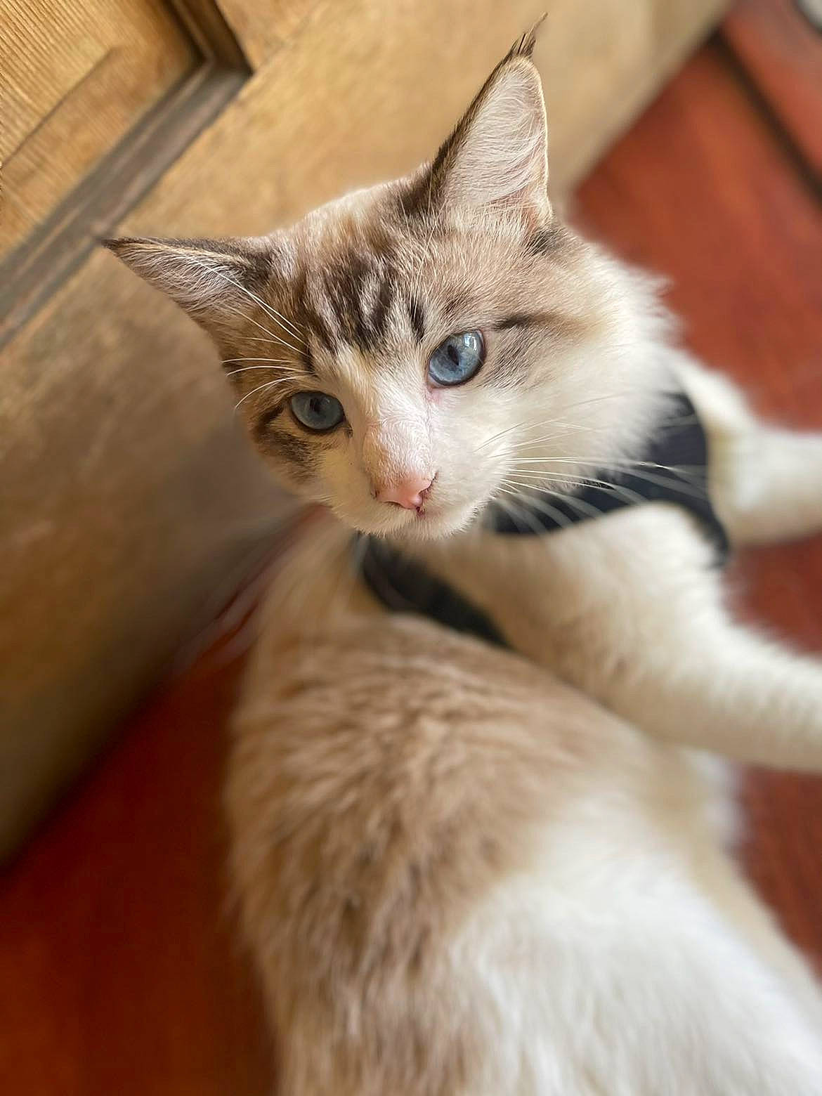 Kimba is registered to the contest to win money with this photo: carnivore, cat, claw, comfort, domestic_short_haired_cat, fawn, felidae, fur, hardwood, iris, paw, small_to_medium_sized_cats, snout, tail, tree, whiskers, wood