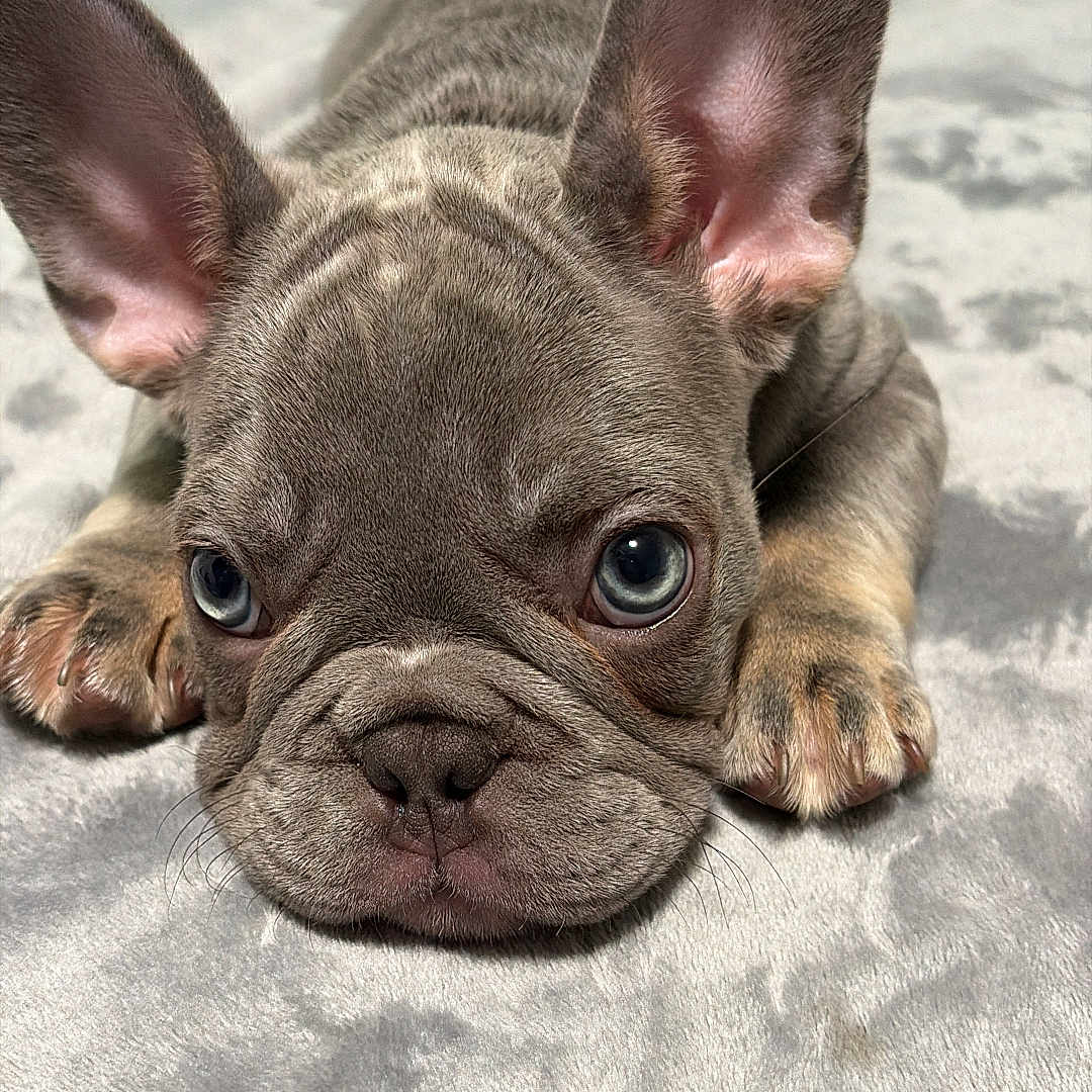 Bojji is registered to the contest to win money with this photo: animal, blanket, blue_eyes, close_up, cute, dog, domestic_animal, ears, face, french_bulldog, fur, indoor, lying_down, nose, paw, pet, puppy, resting, soft_texture, whiskers