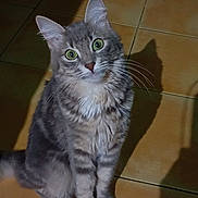 Ruby participe au concours pour gagner de l'argent avec cette photo : cat, gray_tabby, green_eyes, sitting, curious, fur, whiskers, shadow, floor, tile, indoor, pet, animal, cute, portrait, feline, domestic_cat, looking_up, mammal, alert