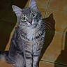 cat, gray_tabby, green_eyes, sitting, curious, fur, whiskers, shadow, floor, tile, indoor, pet, animal, cute, portrait, feline, domestic_cat, looking_up, mammal, alert