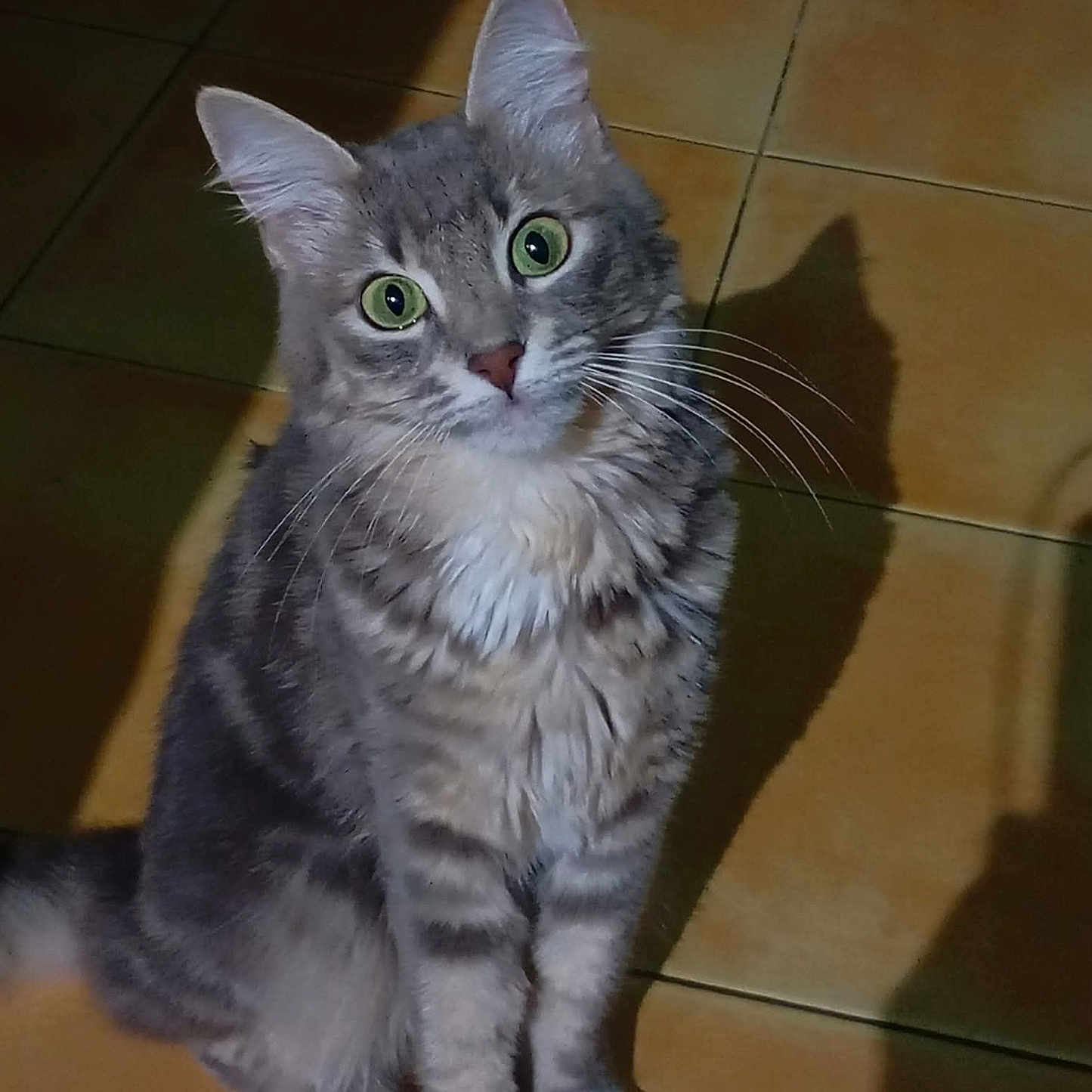 Ruby participe au concours pour gagner de l'argent avec cette photo : cat, gray_tabby, green_eyes, sitting, curious, fur, whiskers, shadow, floor, tile, indoor, pet, animal, cute, portrait, feline, domestic_cat, looking_up, mammal, alert