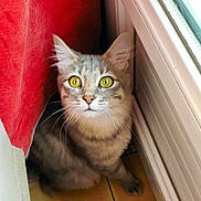 Kali participe au concours pour gagner de l'argent avec cette photo : cat, gray_cat, tabby_cat, yellow_eyes, curious, indoors, red_curtain, radiator, tiled_floor, pet, feline, whiskers, ears, sitting, looking, animal, cozy, window, domestic, cute