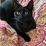black_cat, cat, pet, animal, indoor, quilt, patterned_fabric, yellow_eyes, fur, lying_down, resting, curious, close_up, domestic_cat, cozy, feline, whiskers, ears, bedspread, home