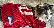Fluffy is registered to the contest to win money with this photo: cat, pet, animal, feline, bed, bedding, blanket, red_jersey, clothing, indoor, resting, white_fur, gray_fur, green_eyes, soft_light, closeup, portrait, domestic_animal, comfortable, relaxed