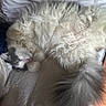 Fluffy joined the competition — help win amazing prizes! animal, bed, blanket, cat, closeup, cozy, cute, domestic, fluffy, fur, gray, indoor, pet, pillow, relaxed, resting, sleeping, soft, tail, white