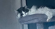 Fluffy is registered to the contest to win money with this photo: animal, blue_wall, cat, cat_tree, cozy, cute, domestic, feline, fur, home, indoor, lazy, perch, pet, quiet, relaxed, resting, sleeping, soft, whiskers