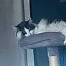 Fluffy is registered to the contest to win money with this photo: cat, sleeping, cat_tree, indoor, feline, pet, resting, fur, whiskers, cozy, perch, animal, domestic, quiet, relaxed, blue_wall, soft, home, lazy, cute