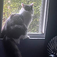 Fluffy joined the competition — help win amazing prizes! animal, cat, contemplative, domestic, fan, fluffy, fur, greenery, indoor, light, looking, nature, pet, plant, quiet, resting, shadow, side_view, window, windowsill