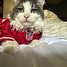 Fluffy joined the competition — help win amazing prizes! animal, bed, blanket, cat, closeup, clothing, cozy, cute, domestic_cat, feline, fluffy, fur, green_eyes, indoor, nfl, pet, portrait, red_jersey, resting, whiskers