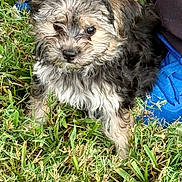 Roxi is registered to the contest to win money with this photo: puppy, dog, fluffy, small_dog, long_hair, brown_fur, gray_fur, white_fur, grass, outdoor, pet, animal, cute, lying_down, sitting, face, eyes, nose, blue_blanket, portrait