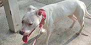 Lexi joined the competition — help win amazing prizes! animal, canine, collar, concrete, daytime, dog, ears, leash, leash_clip, nature, outdoor, panting, pet, pole, shadow, sidewalk, sunlight, tongue_out, walking, white_dog