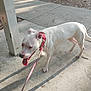 animal, canine, collar, concrete, daytime, dog, ears, leash, leash_clip, nature, outdoor, panting, pet, pole, shadow, sidewalk, sunlight, tongue_out, walking, white_dog