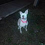 Lexi joined the competition — help win amazing prizes! animal, canine, collar, darkness, dog, ears, flash, glowing_eyes, grass, ground, leash, mammal, mouth, night, outdoor, pet, sidewalk, snout, street, white_dog