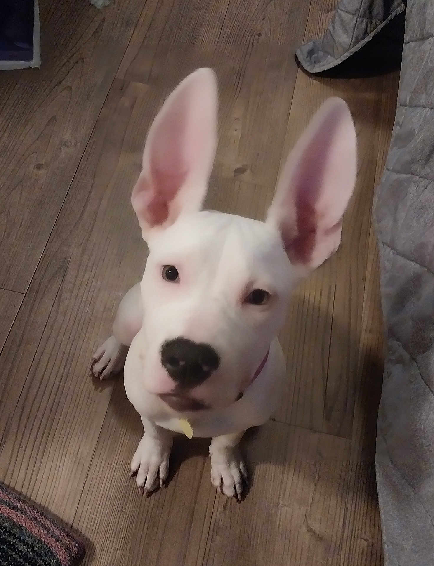 Lexi