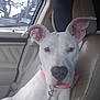 Lexi is registered to the contest to win money with this photo: animal, canine, car_interior, closeup, collar, curious, daylight, dog, domestic_animal, ears, inside_car, leash, leather_seat, looking, pet, seat, sitting, vehicle, white_dog, window