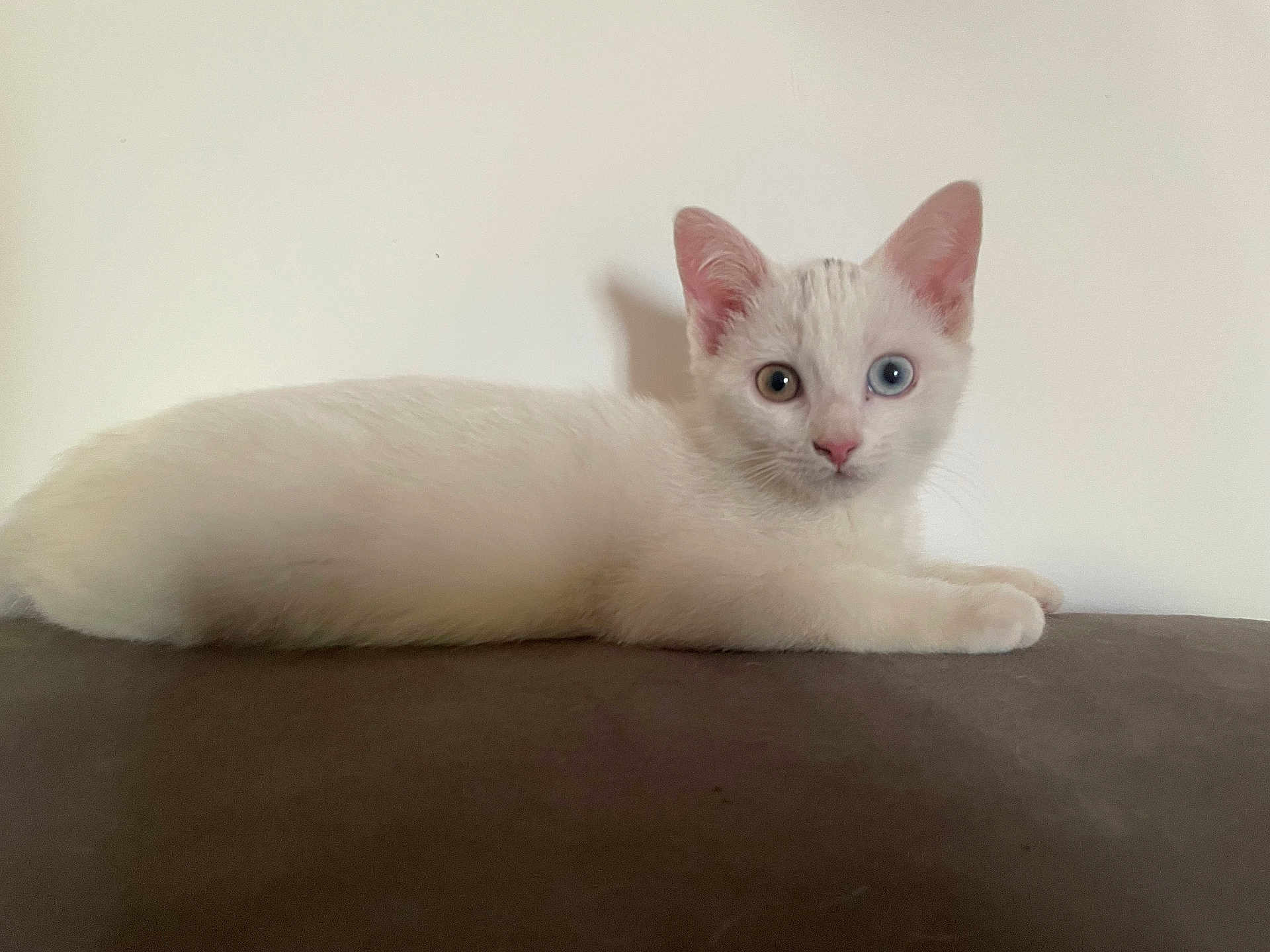 Nala