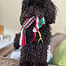 dog, toy, curly_fur, black_dog, indoor, couch, pet, playing, colorful, braided_toy, fur, animal, cute, standing, closeup, domestic, happy, companion, mammal, household