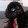 Vidocq participe au concours pour gagner de l'argent avec cette photo : dog, black_dog, sunglasses, indoor, pet, fluffy, ribbons, sofa, couch, household, shelf, decor, relaxed, cute, funny, companion, canine, domestic_animal, furry, portrait