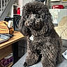 Vidocq participe au concours pour gagner de l'argent avec cette photo : dog, poodle, black_dog, fluffy, pet, indoor, couch, furniture, living_room, table, staircase, kitchen, appliances, cozy, curious, animal, domestic, house, portrait, sitting