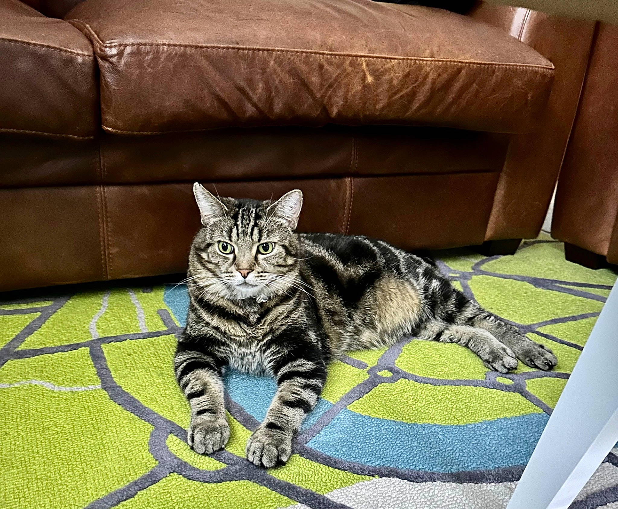 Leo is registered to the contest to win money with this photo: carnivore, cat, comfort, couch, domestic_short_haired_cat, felidae, flooring, fur, paw, rectangle, shipping_box, sleeper_chair, small_to_medium_sized_cats, snout, studio_couch, tail, terrestrial_animal, whiskers