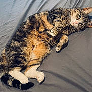 Doja joined the competition — help win amazing prizes! cat, tabby, pet, animal, feline, sleepy, relaxed, lying_down, fur, whiskers, paws, bed, sheet, cute, domestic_animal, tail, ears, close_up, resting, indoor