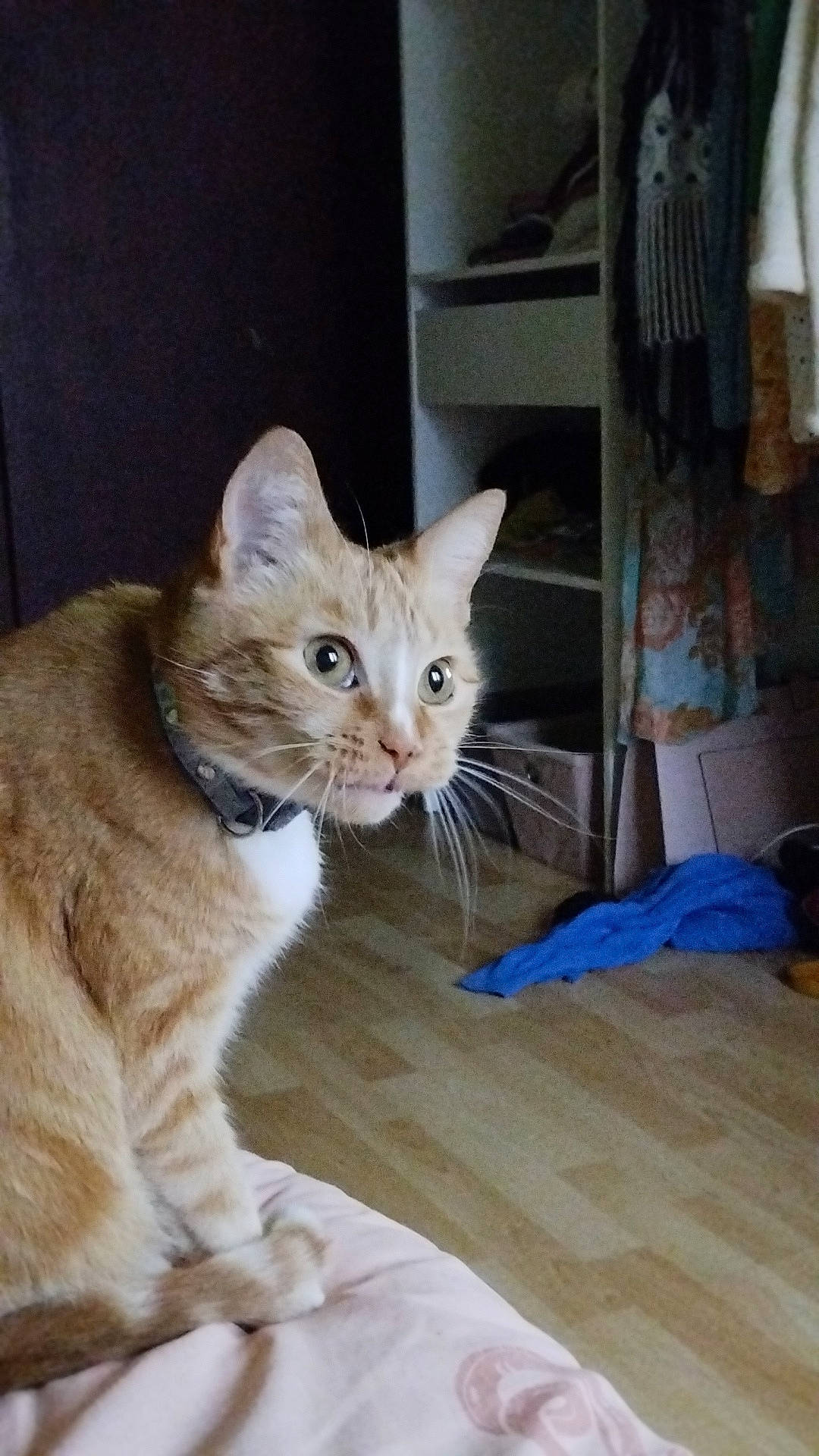 Indiana participe au concours pour gagner de l'argent avec cette photo : carnivore, cat, claw, comfort, domestic_short_haired_cat, door, fawn, felidae, flooring, fur, hardwood, paw, sitting, small_to_medium_sized_cats, snout, tail, terrestrial_animal, whiskers, window, wood