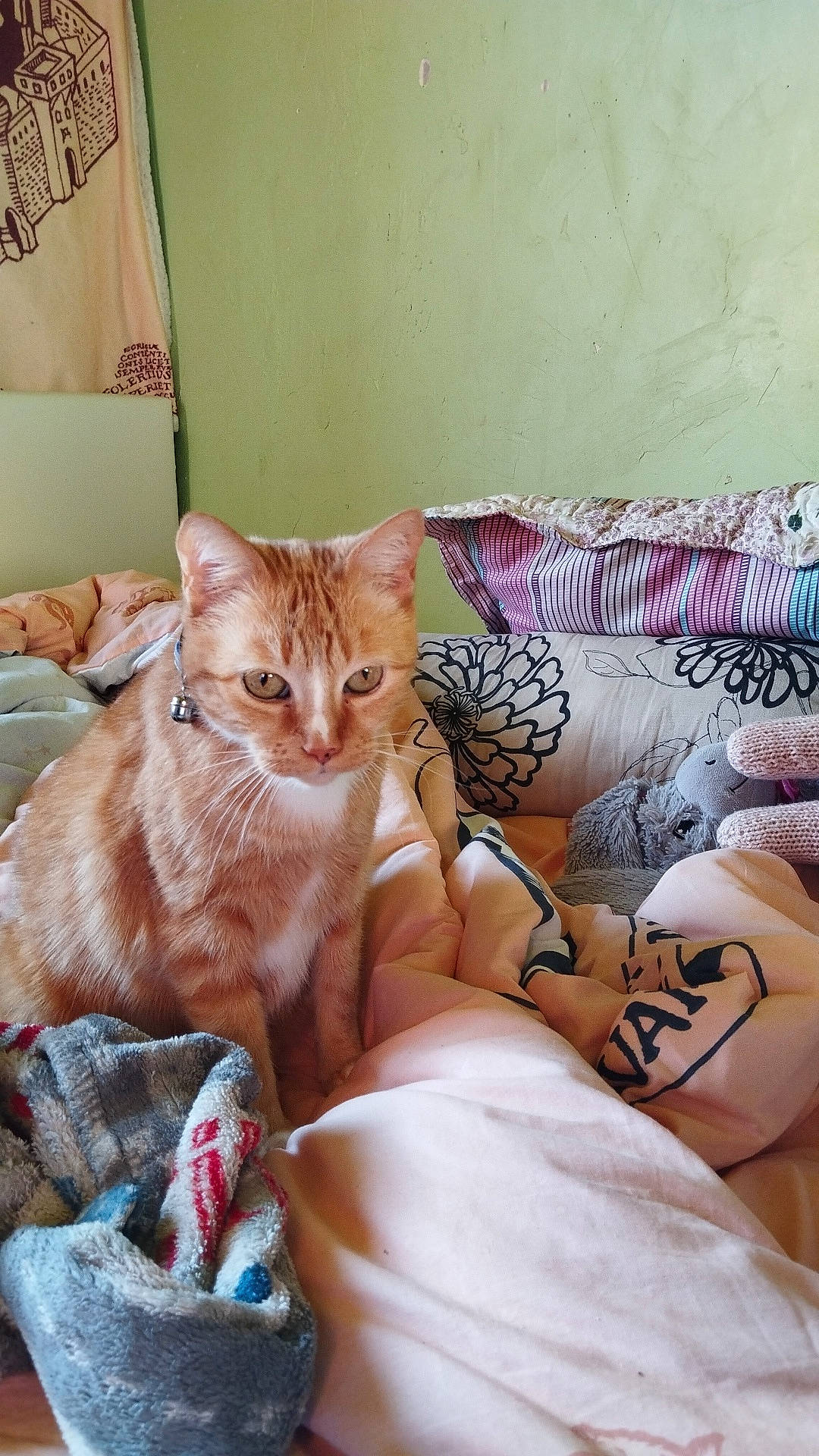 Indiana participe au concours pour gagner de l'argent avec cette photo : bed, bed_sheet, bedding, carnivore, cat, comfort, couch, domestic_short_haired_cat, fawn, felidae, fur, human_leg, linens, nap, paw, room, sitting, small_to_medium_sized_cats, tail, whiskers