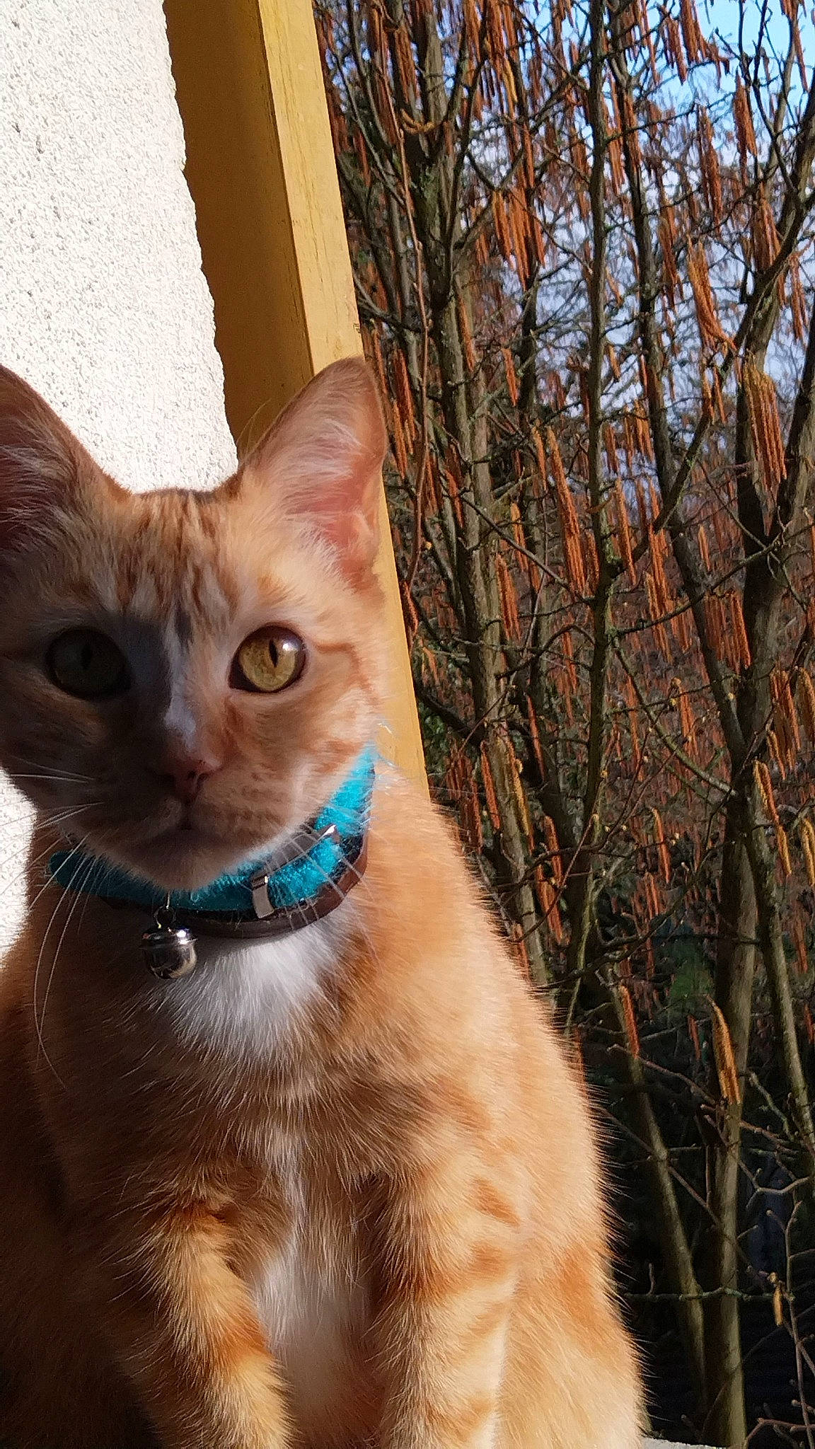 Indiana participe au concours pour gagner de l'argent avec cette photo : carnivore, cat, collar, domestic_short_haired_cat, electric_blue, fawn, felidae, fur, iris, small_to_medium_sized_cats, snout, tail, terrestrial_animal, trunk, twig, whiskers, wildlife, window, wood