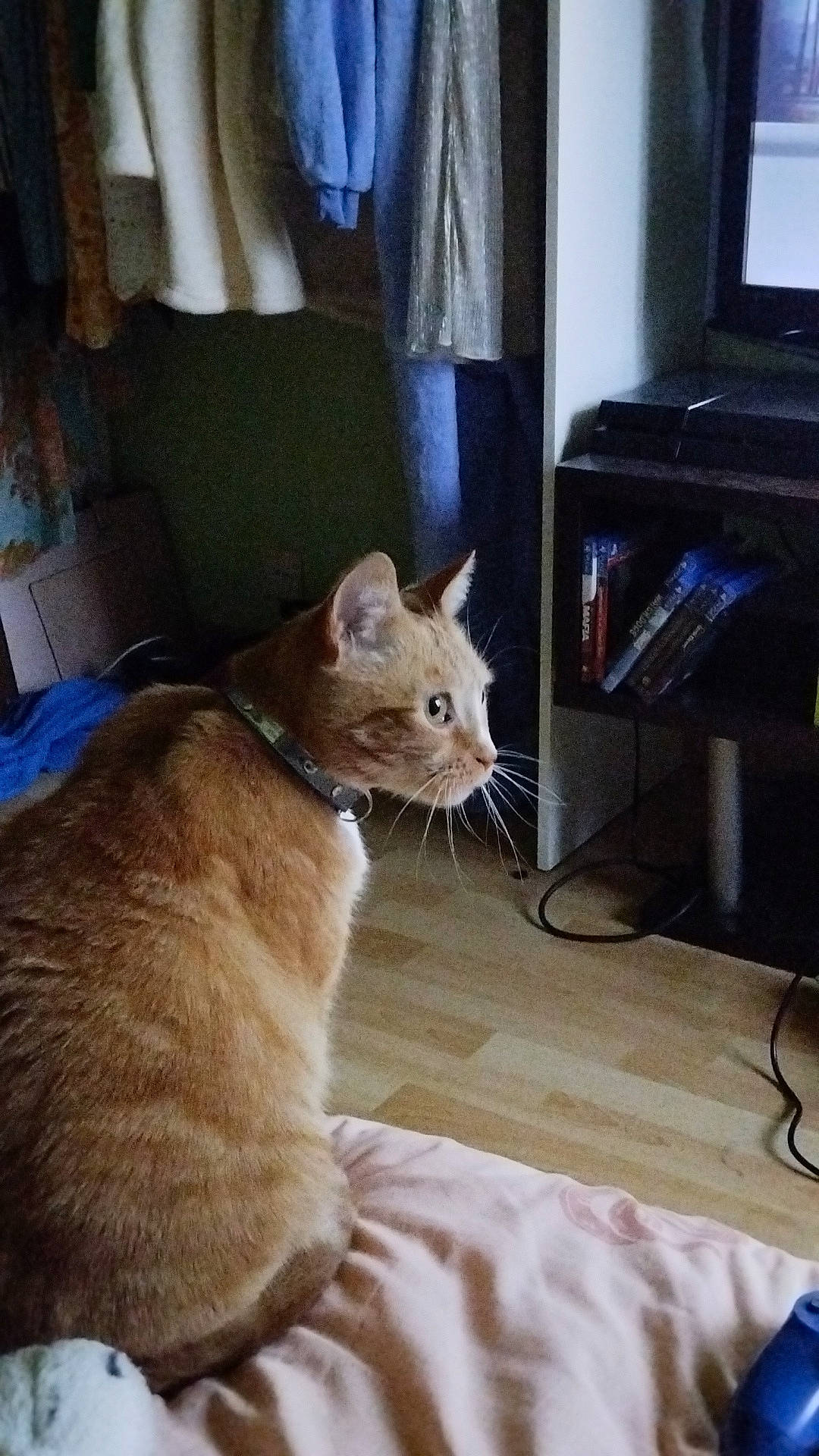 Indiana a rejoint le concours — aidez-le/la à gagner de superbes lots ! carnivore, cat, comfort, curtain, domestic_short_haired_cat, fawn, felidae, flooring, fur, hardwood, home_appliance, paw, room, small_to_medium_sized_cats, snout, tail, television, whiskers, window, wood