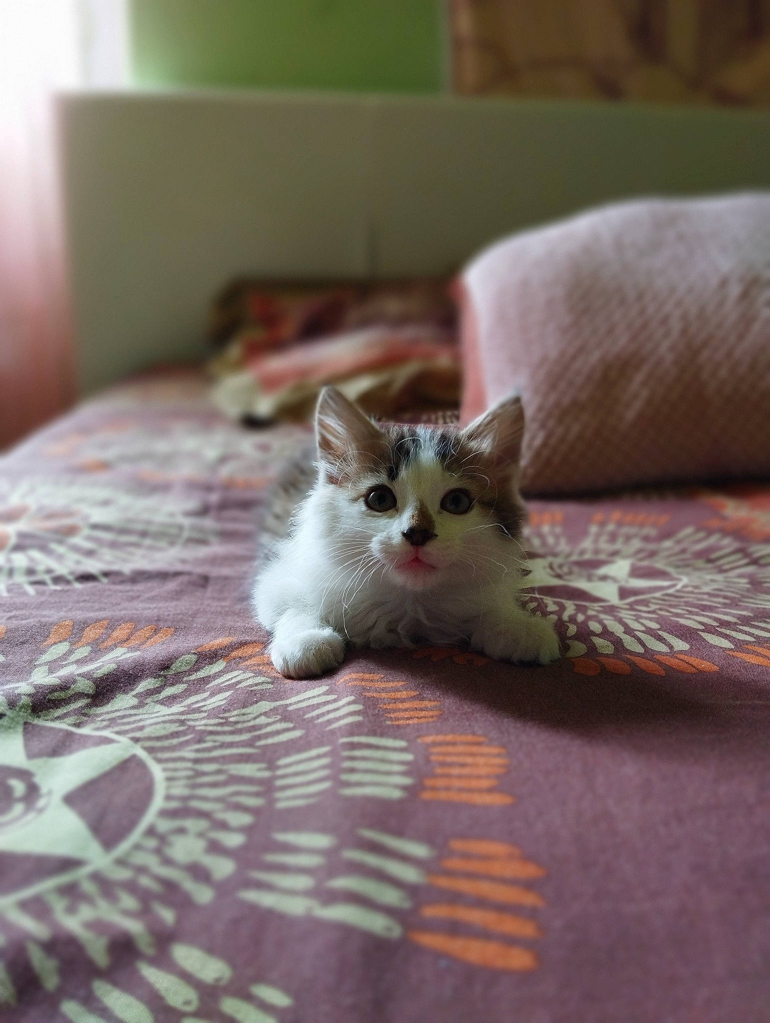 Dalhïa a rejoint le concours — aidez-le/la à gagner de superbes lots ! bed, bed_sheet, bedding, carnivore, cat, comfort, domestic_short_haired_cat, fawn, felidae, flooring, fur, grey, hardwood, linens, paw, small_to_medium_sized_cats, snout, tail, whiskers, wood